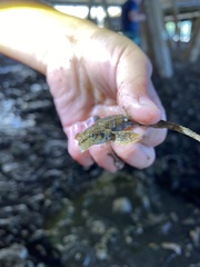 Odontopyxis trispinosa