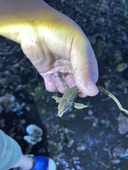 Odontopyxis trispinosa