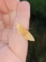 Idaea ochrata
