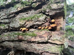 Chrysomphalina chrysophylla