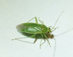 Orthotylus marginalis