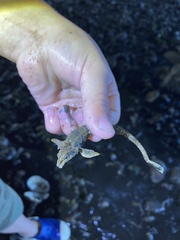 Odontopyxis trispinosa