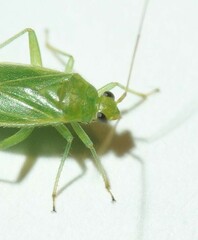 Orthotylus marginalis