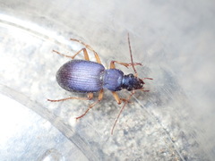 Chlaenius cumatilis