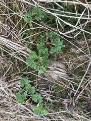 Alchemilla glomerulans