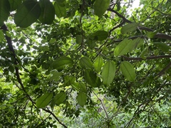 Celtis timorensis