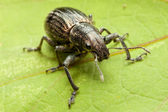 Naupactus tremolerasi