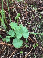 Alchemilla glomerulans