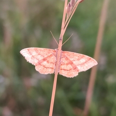 Idaea ochrata