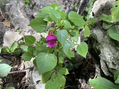 Impatiens putii