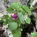 Impatiens putii - Photo (c) Floyd E. Hayes, some rights reserved (CC BY-NC), uploaded by Floyd E. Hayes
