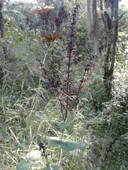 Salvia rubescens
