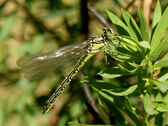 Gomphus graslinii