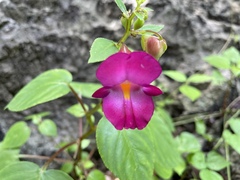 Impatiens putii