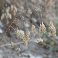 Bromus briziformis