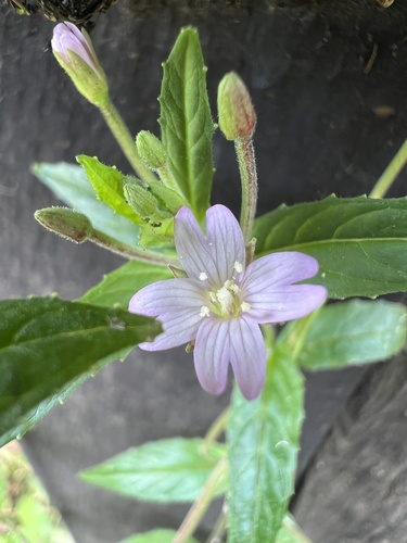 Epilobium denticulatum (Epilobium denticulatum)
