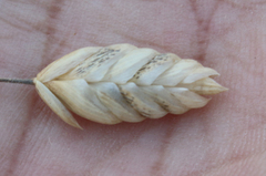 Bromus briziformis