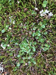 Salix herbacea