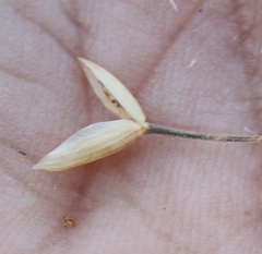 Bromus briziformis