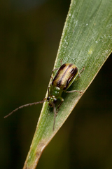 Chrysomelidae