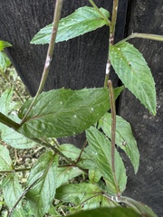 Epilobium denticulatum