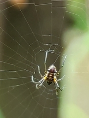 Micrathena funebris