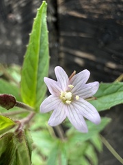 Epilobium denticulatum
