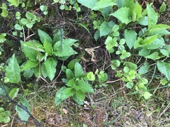 Solidago macrophylla
