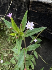 Epilobium denticulatum