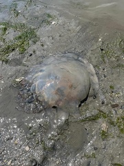 Rhopilema verrilli