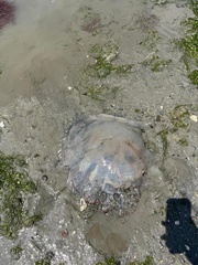 Rhopilema verrilli