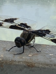 Libellula pulchella