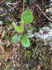 Solidago macrophylla
