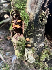 Chrysomphalina chrysophylla