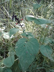 Salvia rubescens