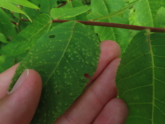 Phylloxera foveola