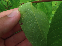 Phylloxera foveola