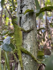 Enyalius catenatus