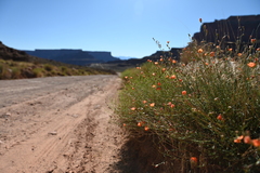 Sphaeralcea leptophylla