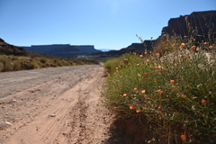 Sphaeralcea leptophylla