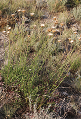 Centaurea scabiosa apiculata