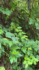 Urtica ferox