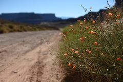 Sphaeralcea leptophylla