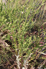 Centaurea scabiosa apiculata