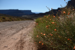 Sphaeralcea leptophylla