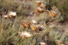 Centaurea scabiosa apiculata