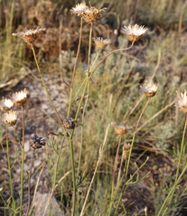Centaurea scabiosa apiculata