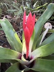 Aechmea alba