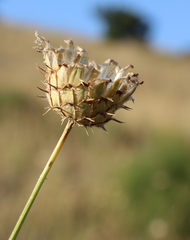 Centaurea scabiosa apiculata
