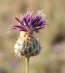 Centaurea scabiosa apiculata